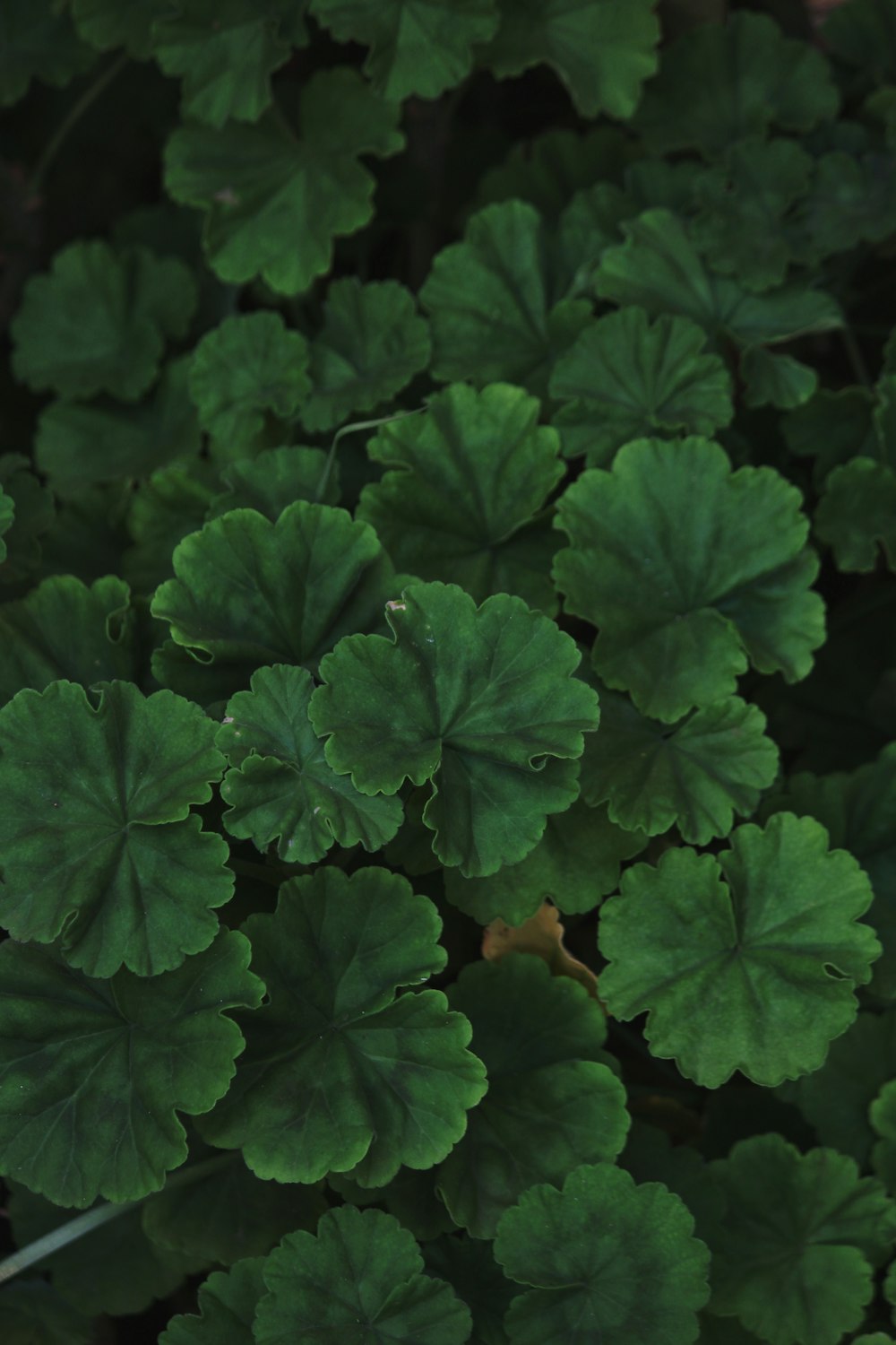 green leaves plant during daytime