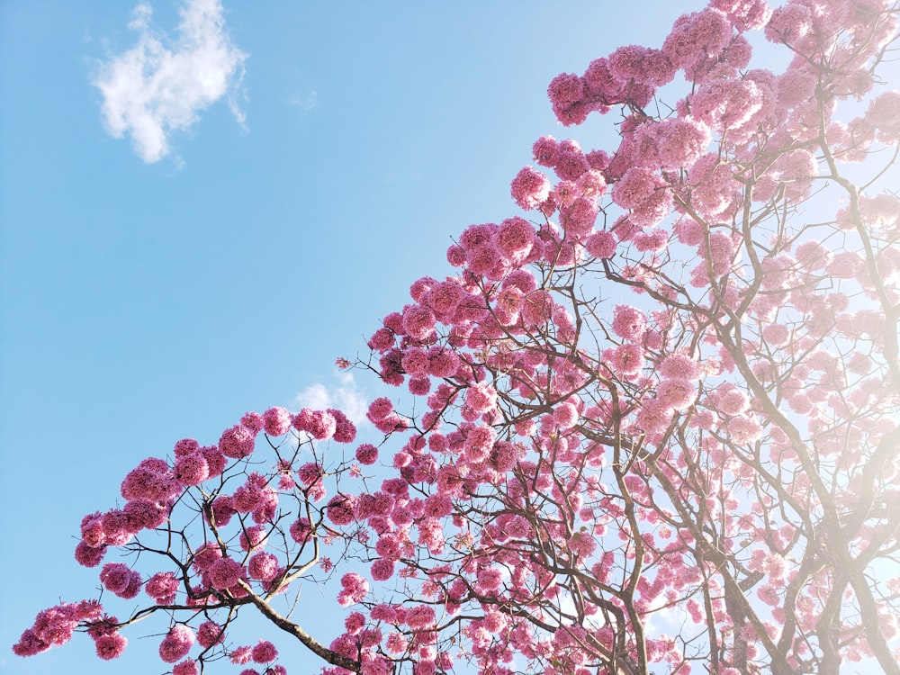 pink cherry blossom tree under blue sky during daytime