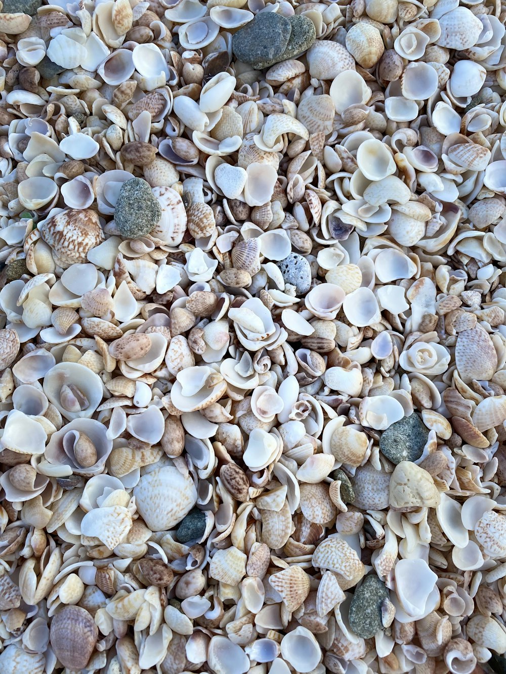 white and brown pebbles on white sand