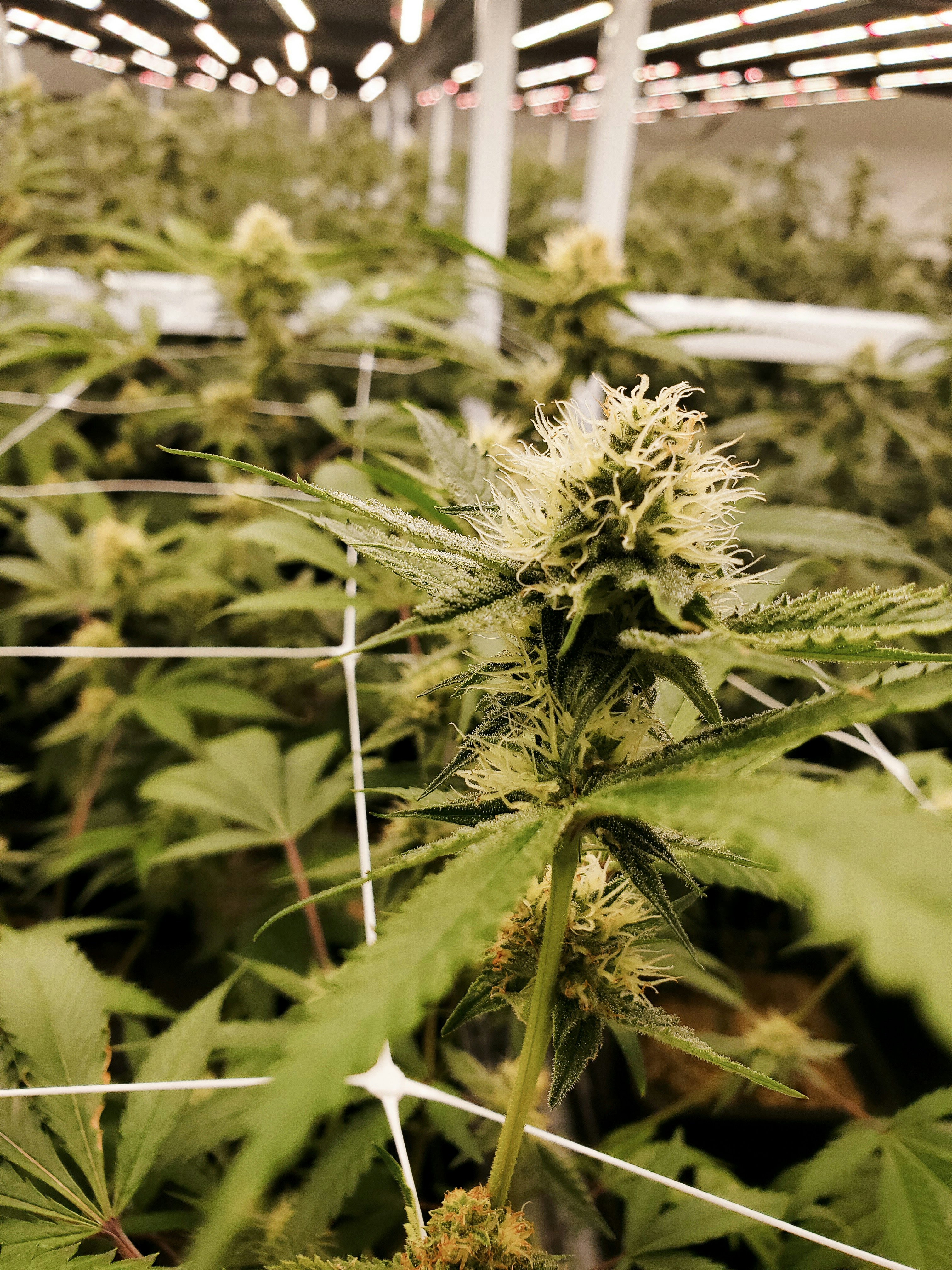 Work begins with local contractors on medicinal cannabis facility near Collie.