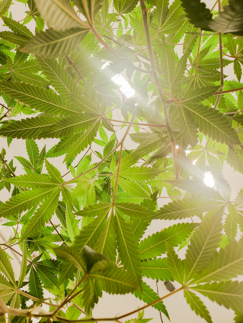 green leaf tree during daytime