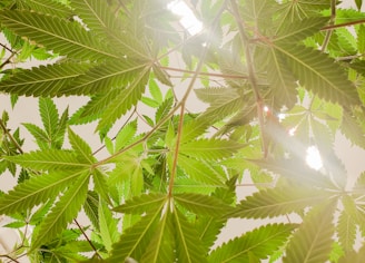 green leaf tree during daytime