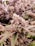 A close-up view of a cannabis plant with a dense cluster of buds. The buds are covered in trichomes and have a frosty appearance. The leaves surrounding the buds are serrated and exhibit a mix of green and purple hues.