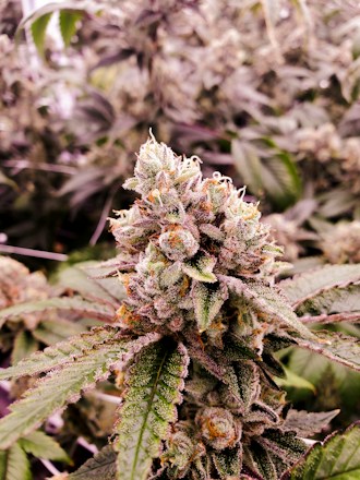 A close-up view of a cannabis plant with a dense cluster of buds. The buds are covered in trichomes and have a frosty appearance. The leaves surrounding the buds are serrated and exhibit a mix of green and purple hues.