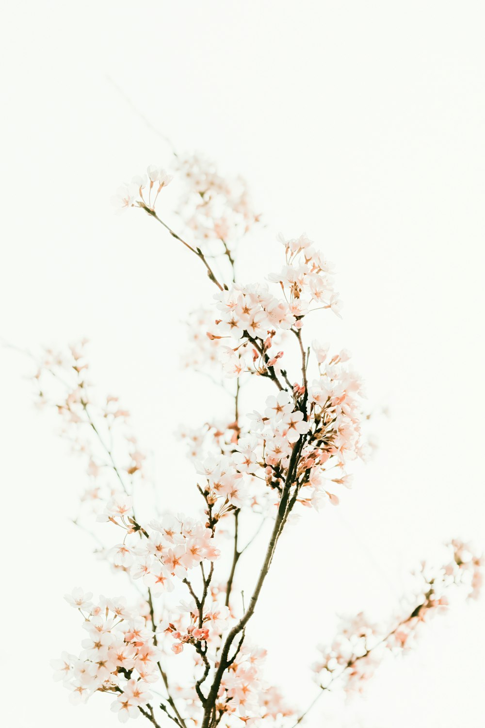 white cherry blossom in close up photography