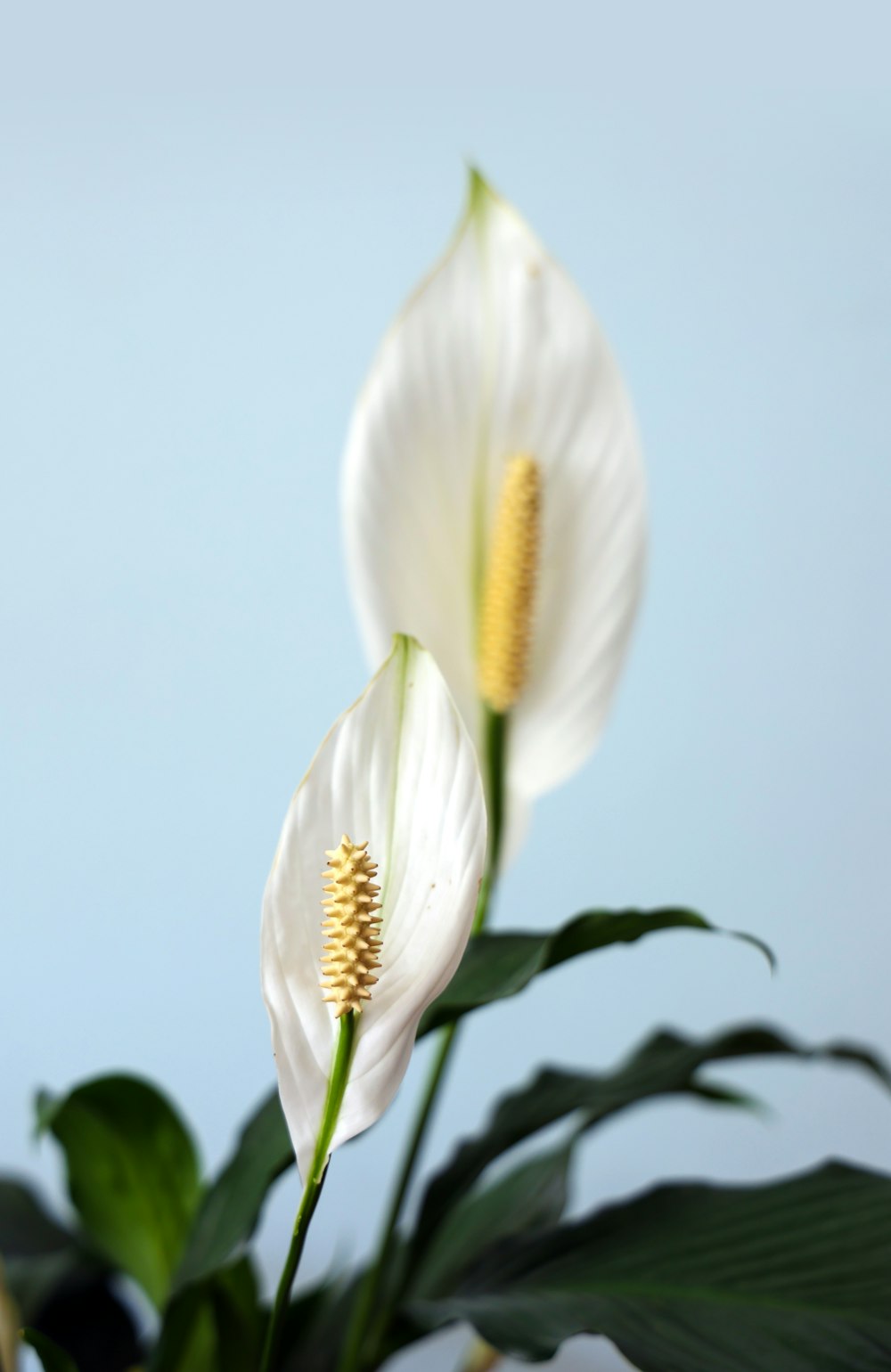 fleur blanche et jaune en gros plan