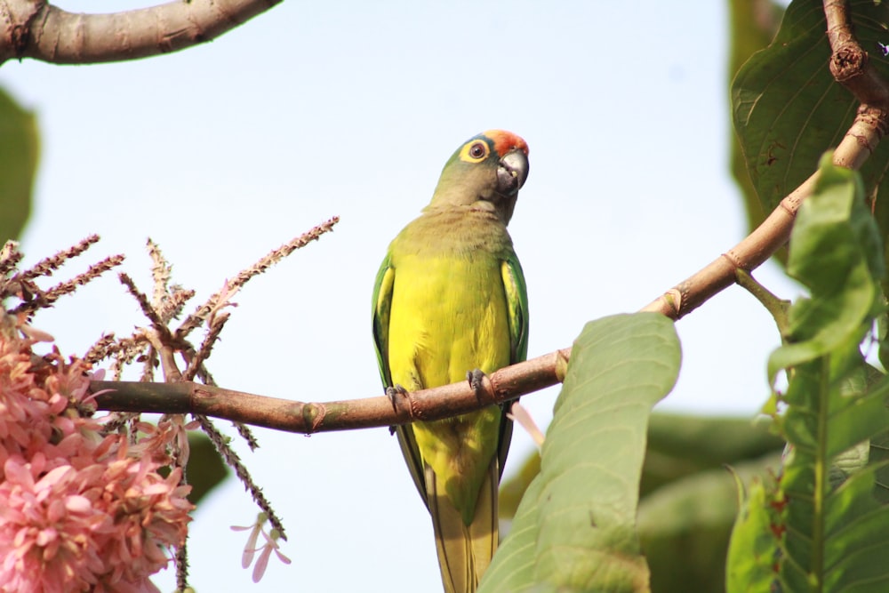 green bird on brown tree branch during daytime