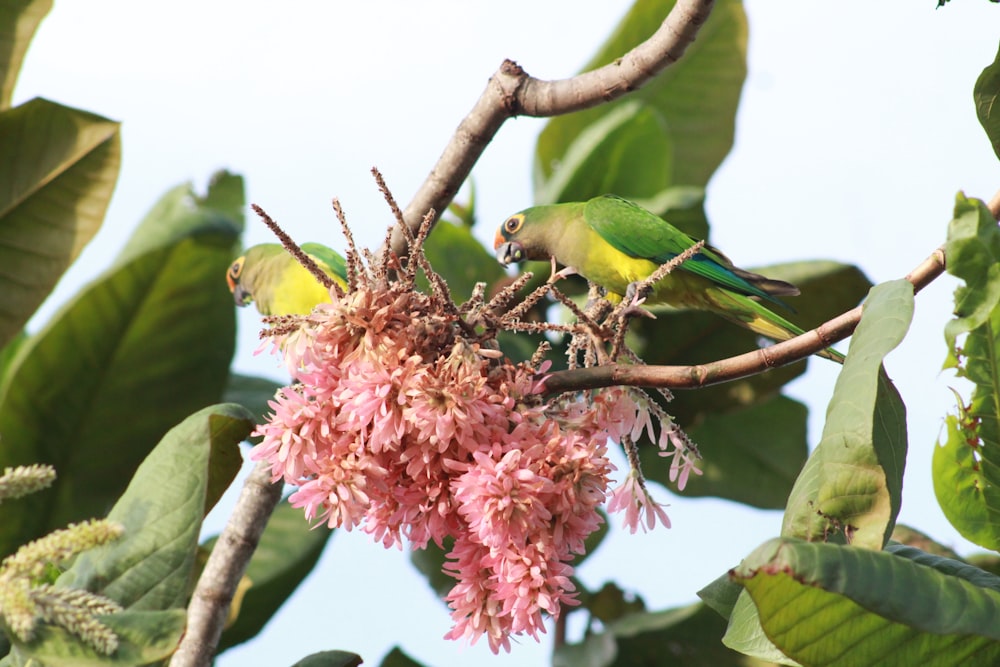 green bird on pink flower