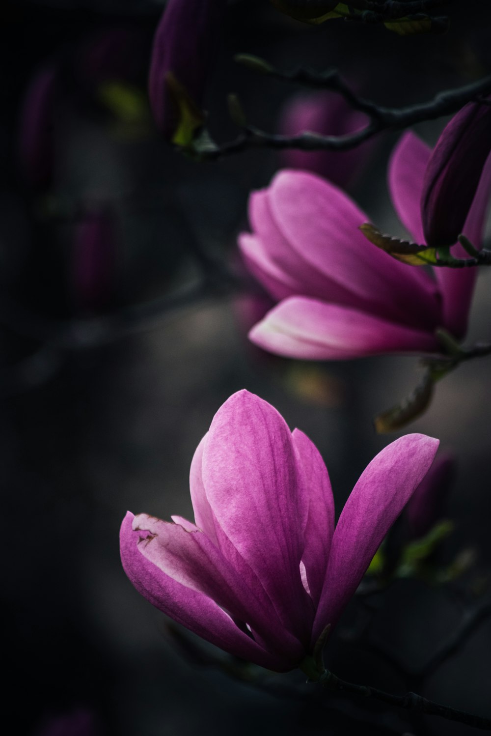 pink flower in tilt shift lens