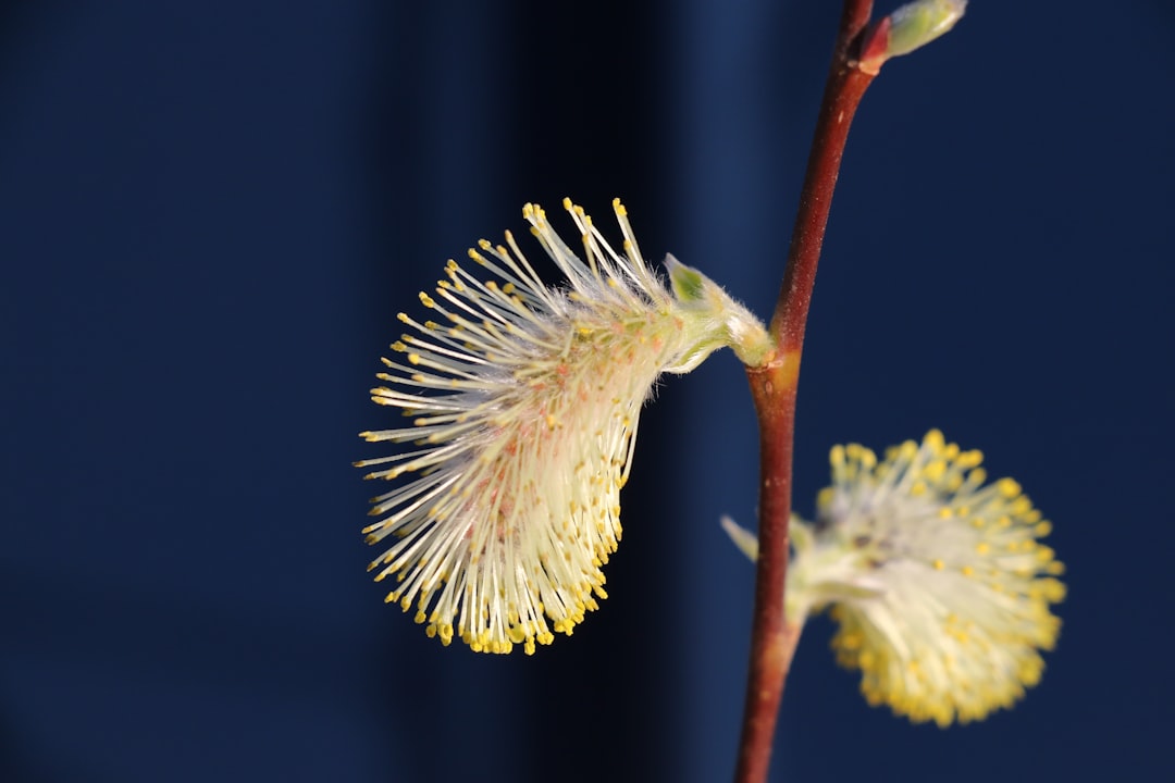 white flower in macro lens