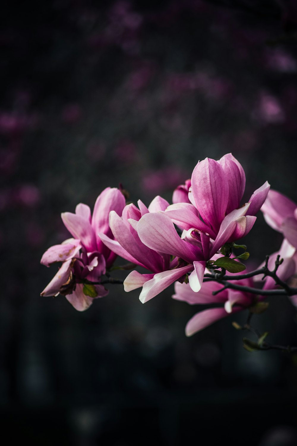 flor rosa e branca na lente tilt shift