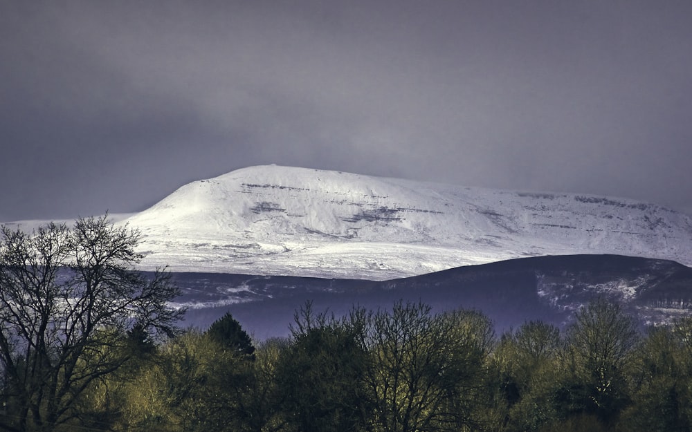 alberi verdi vicino alla montagna coperta di neve durante il giorno