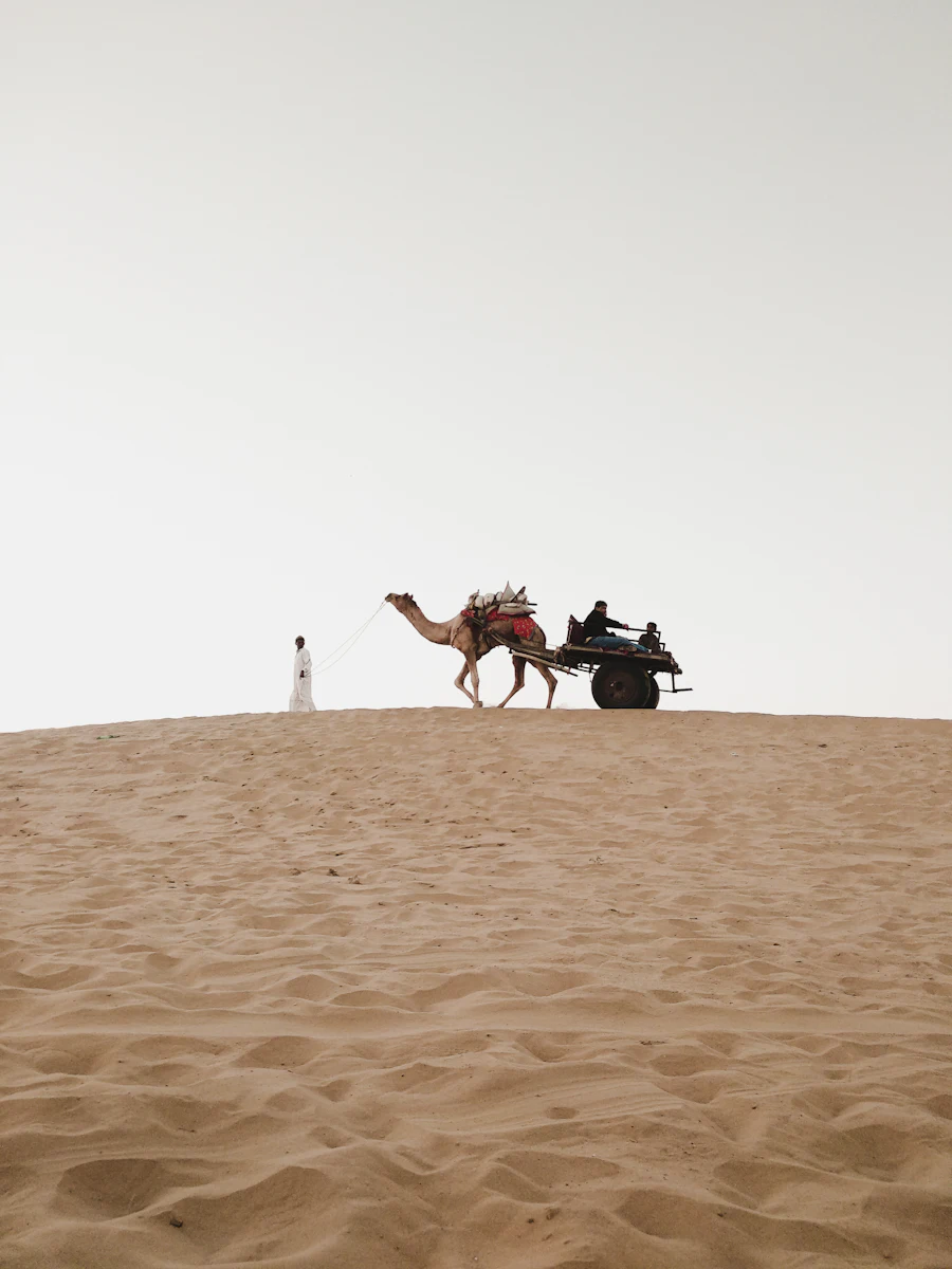 Camel safari