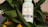 A bottle of LUFF CBD tincture with the label indicating 2500 mg of CBD and 150 mg of CBN. The bottle is placed among a cluster of green leaves and orange fruits, possibly oranges, creating a natural and organic setting.