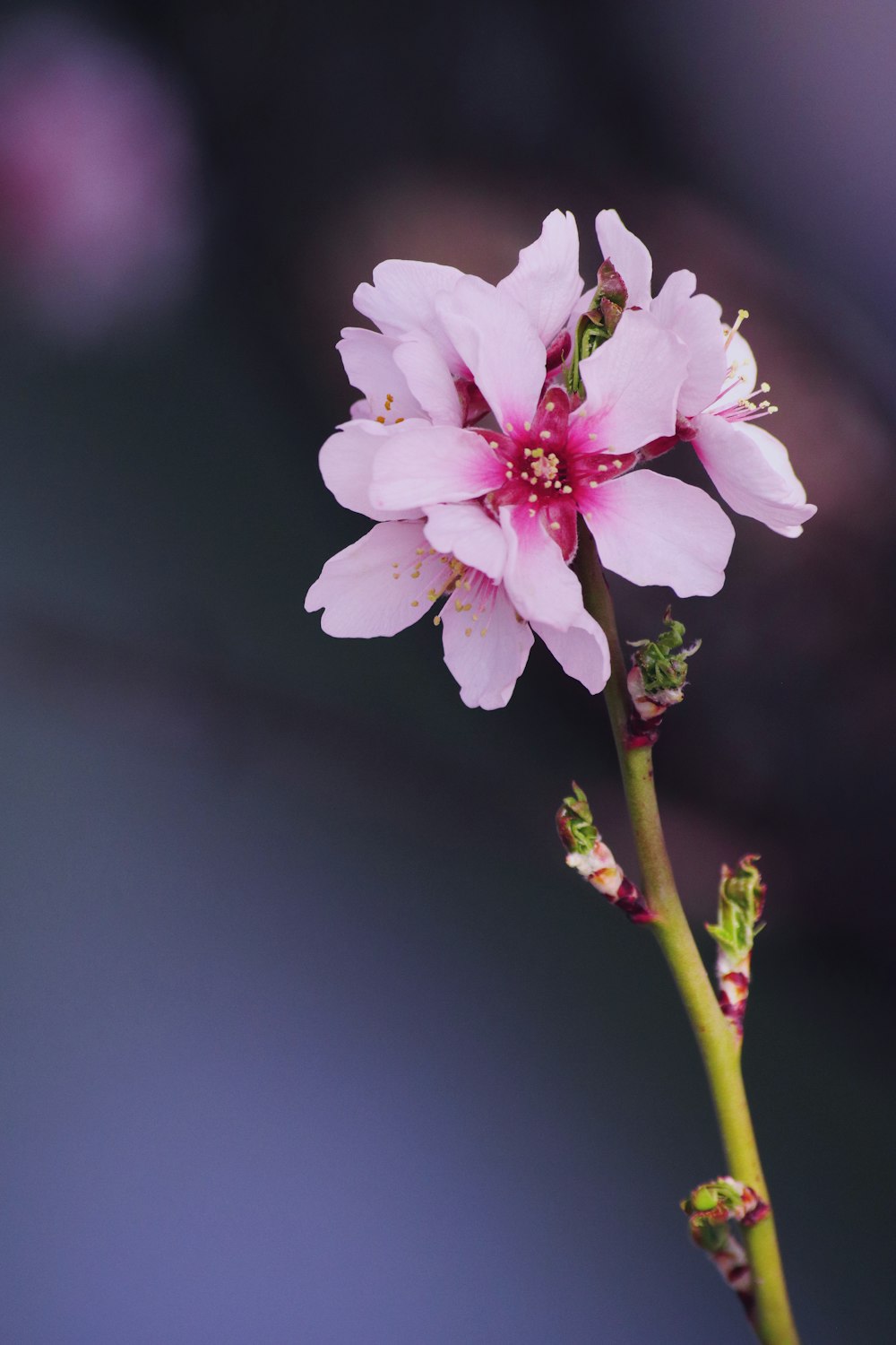 pink cherry blossom in close up photography