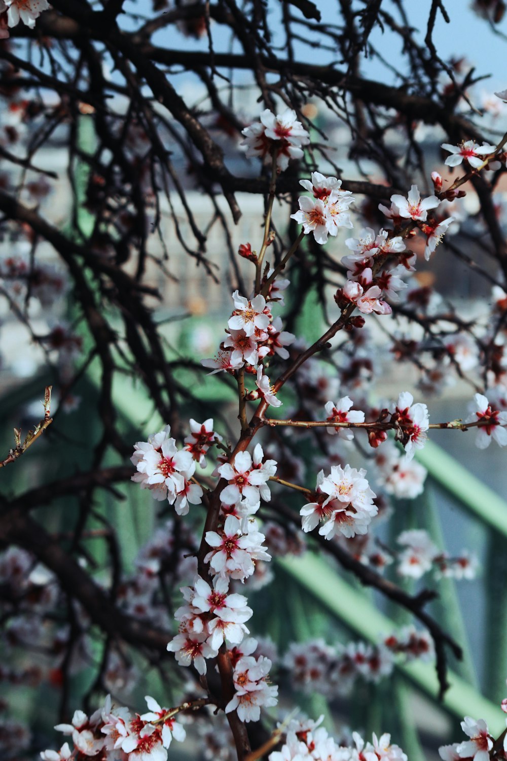 white and pink cherry blossom flowers in bloom during daytime