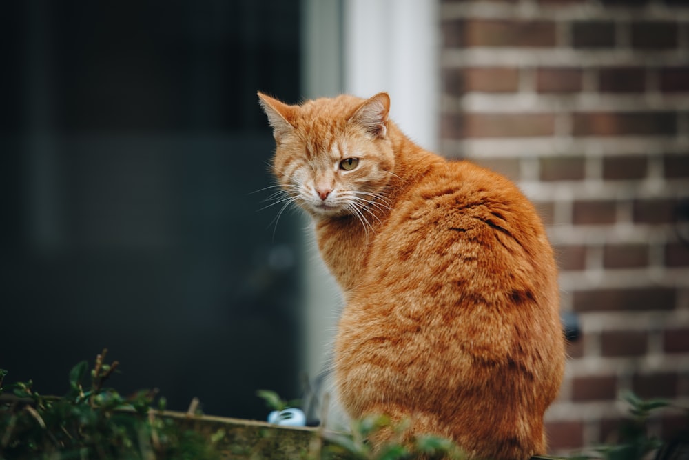 gatto soriano arancione su pianta verde