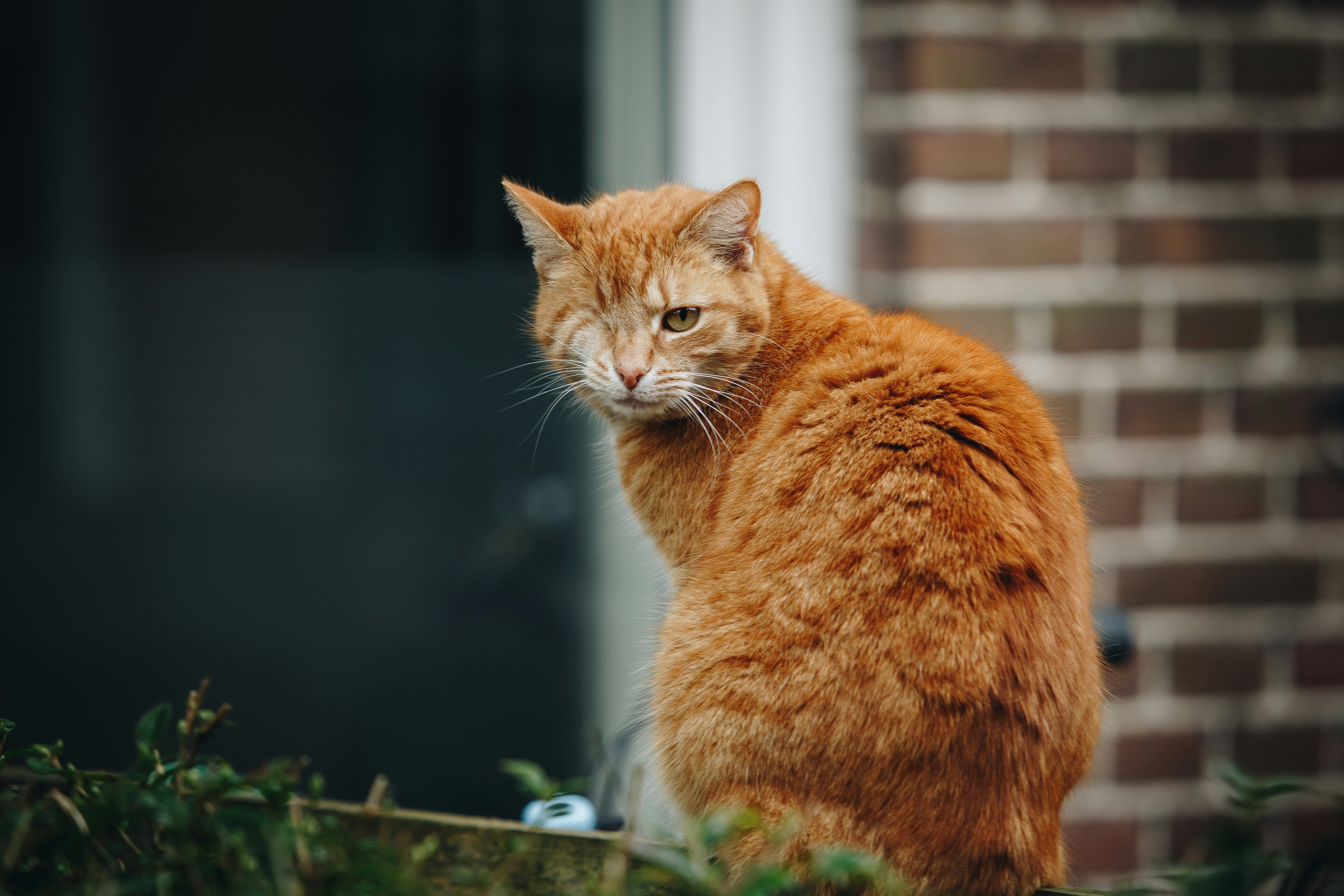 orange tabby cat on green plant