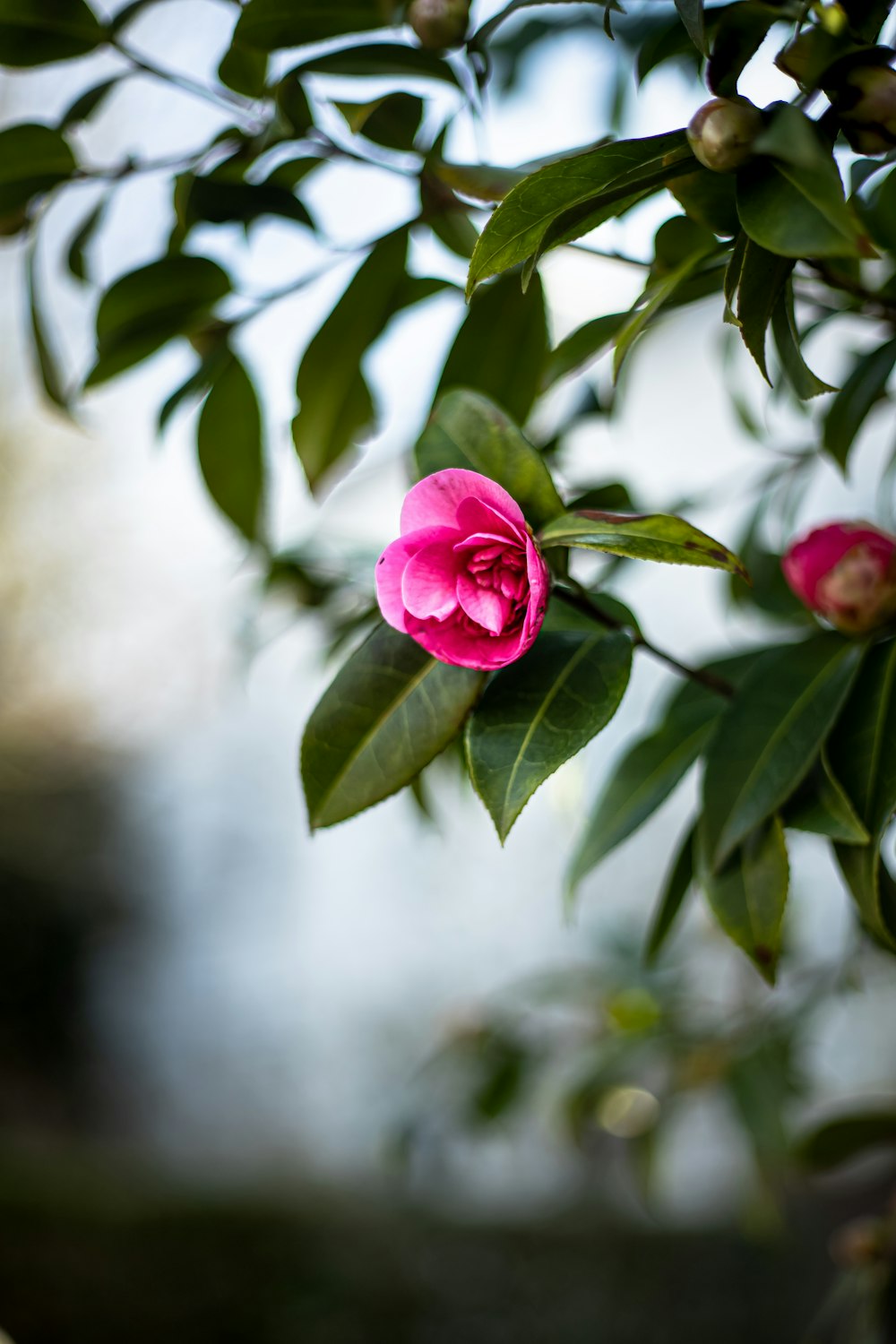 pink rose in bloom during daytime