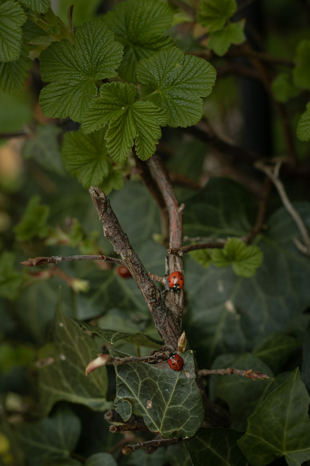 red ladybug on green leaf during daytime