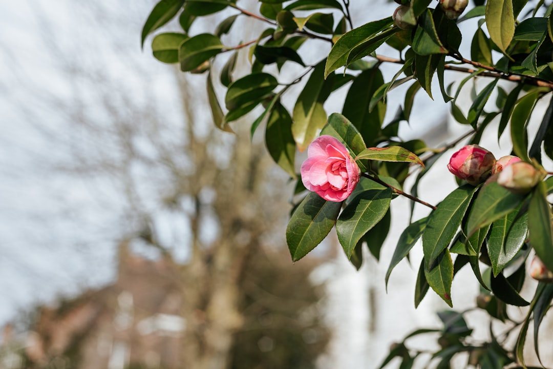 pink rose in bloom during daytime