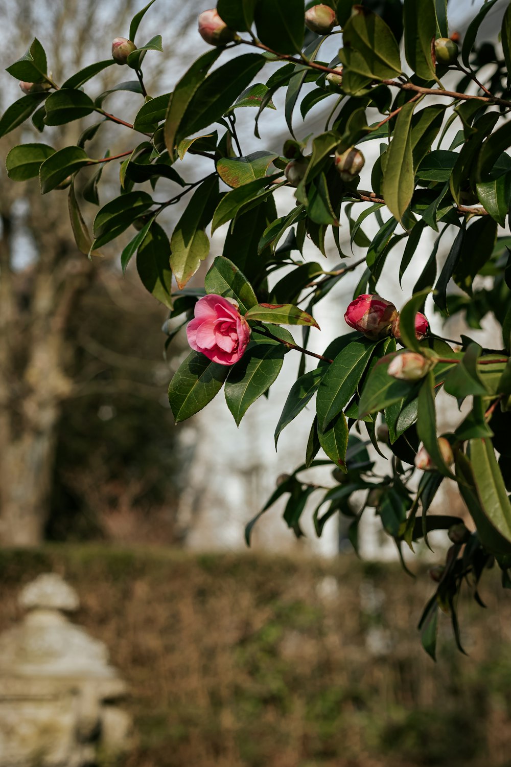 pink rose in bloom during daytime