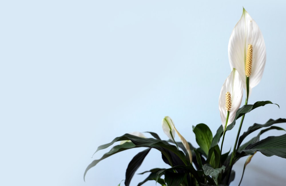 Flor de pétalos blancos con hojas verdes