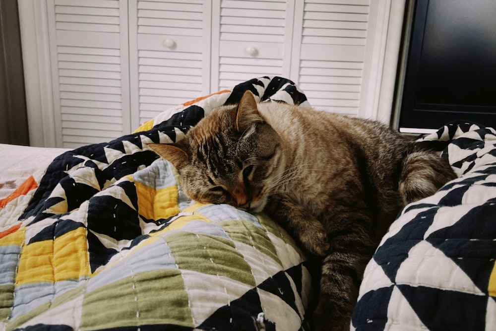 Braune Tabby-Katze liegt auf dem Bett