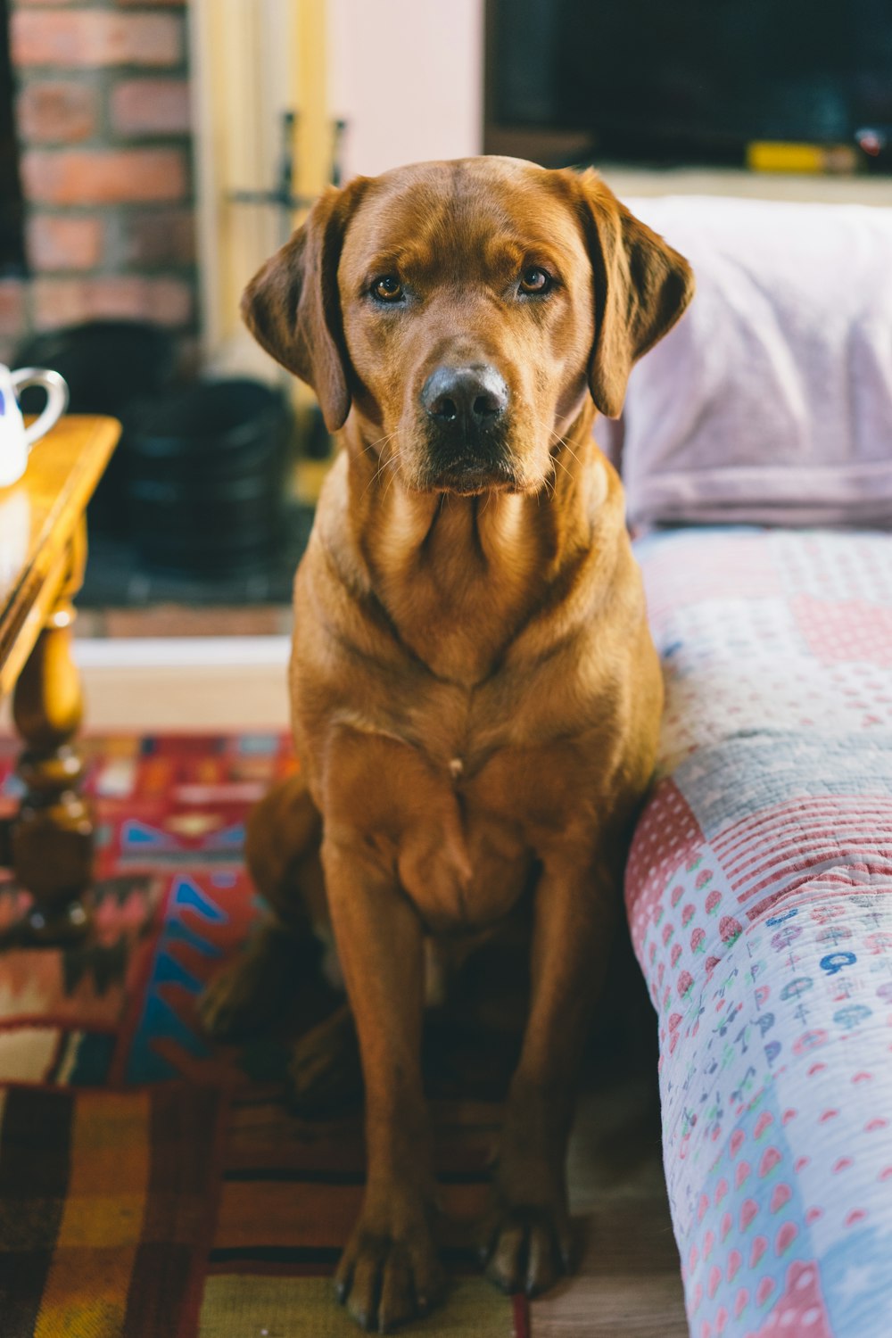 ベッドに座っている茶色の短いコートの犬