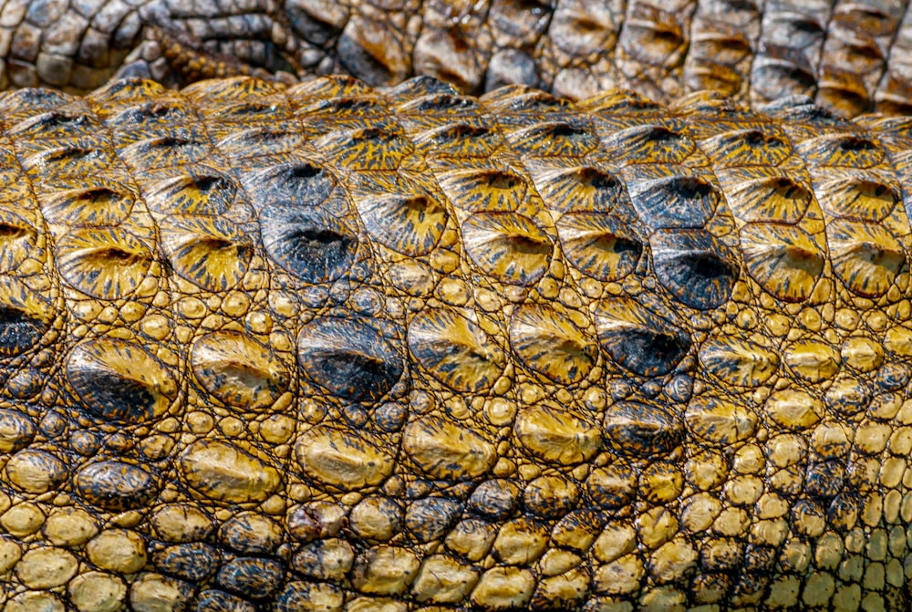 yellow and black crocodile skin