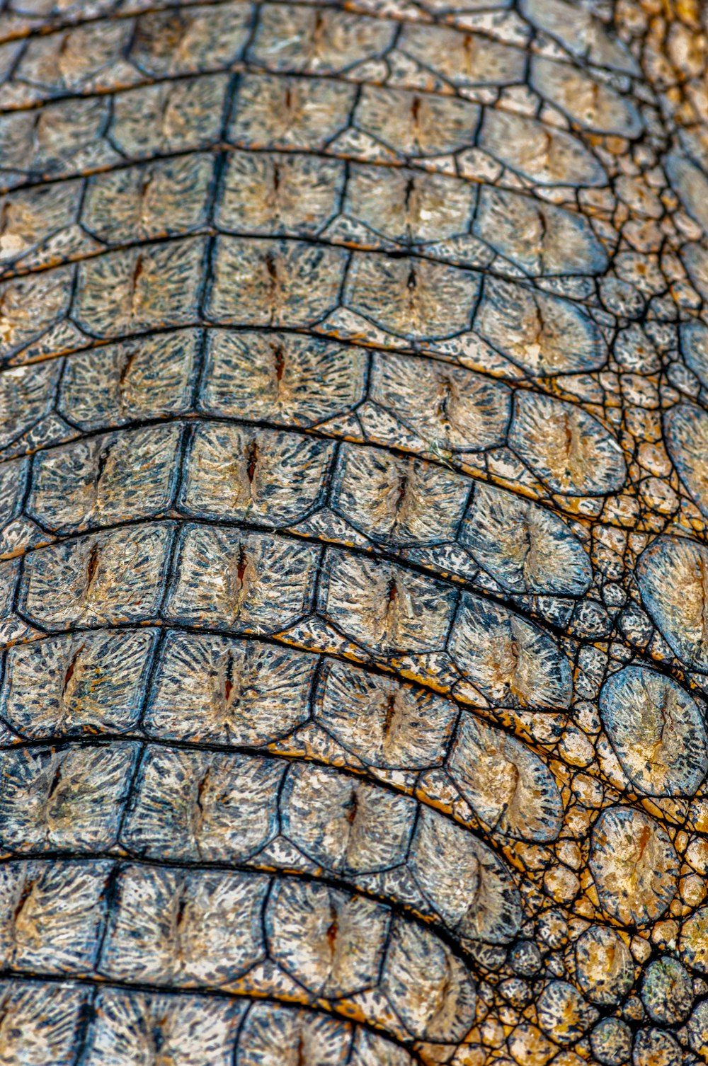 blue and white net on brown sand