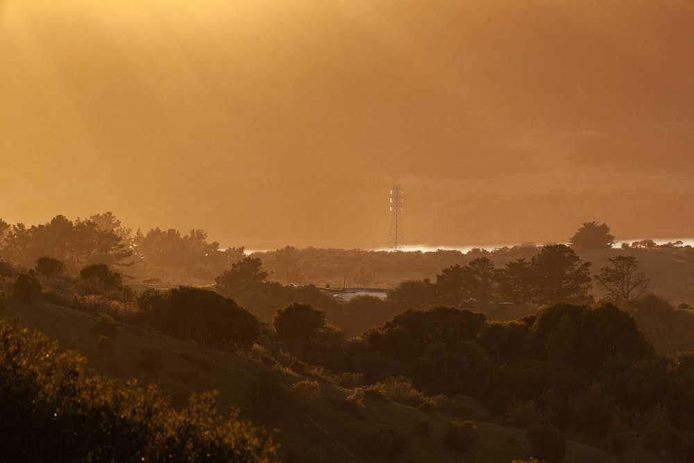 green trees and electric towers during daytime