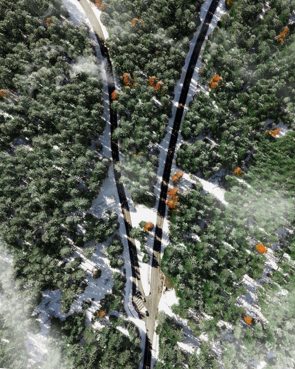 aerial view of green trees and white snow