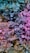 A vibrant assortment of various plants with large leaves, featuring a mixture of different textures and patterns. The foliage displays a gradient of colors, ranging from green to pink and orange, creating an eye-catching and dynamic visual effect.