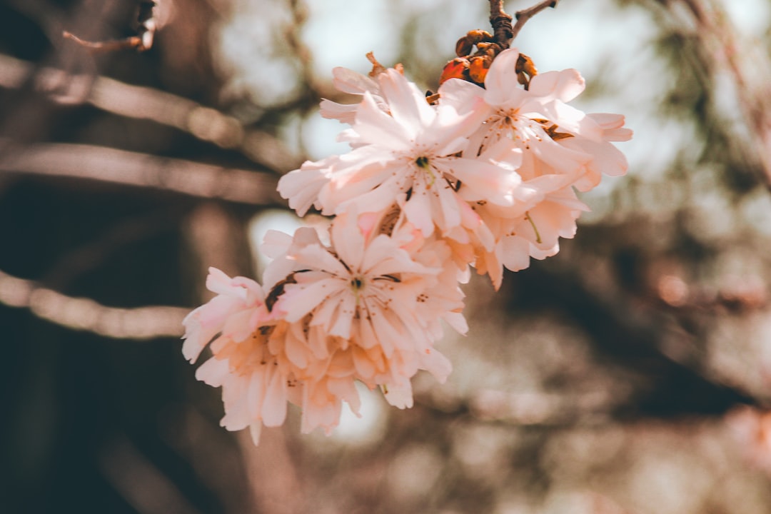 white and pink cherry blossom in close up photography