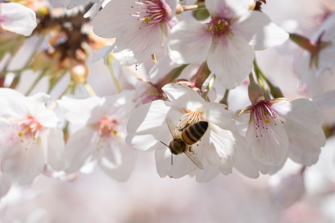 honeybee perched on white and purple flower in close up photography during daytime