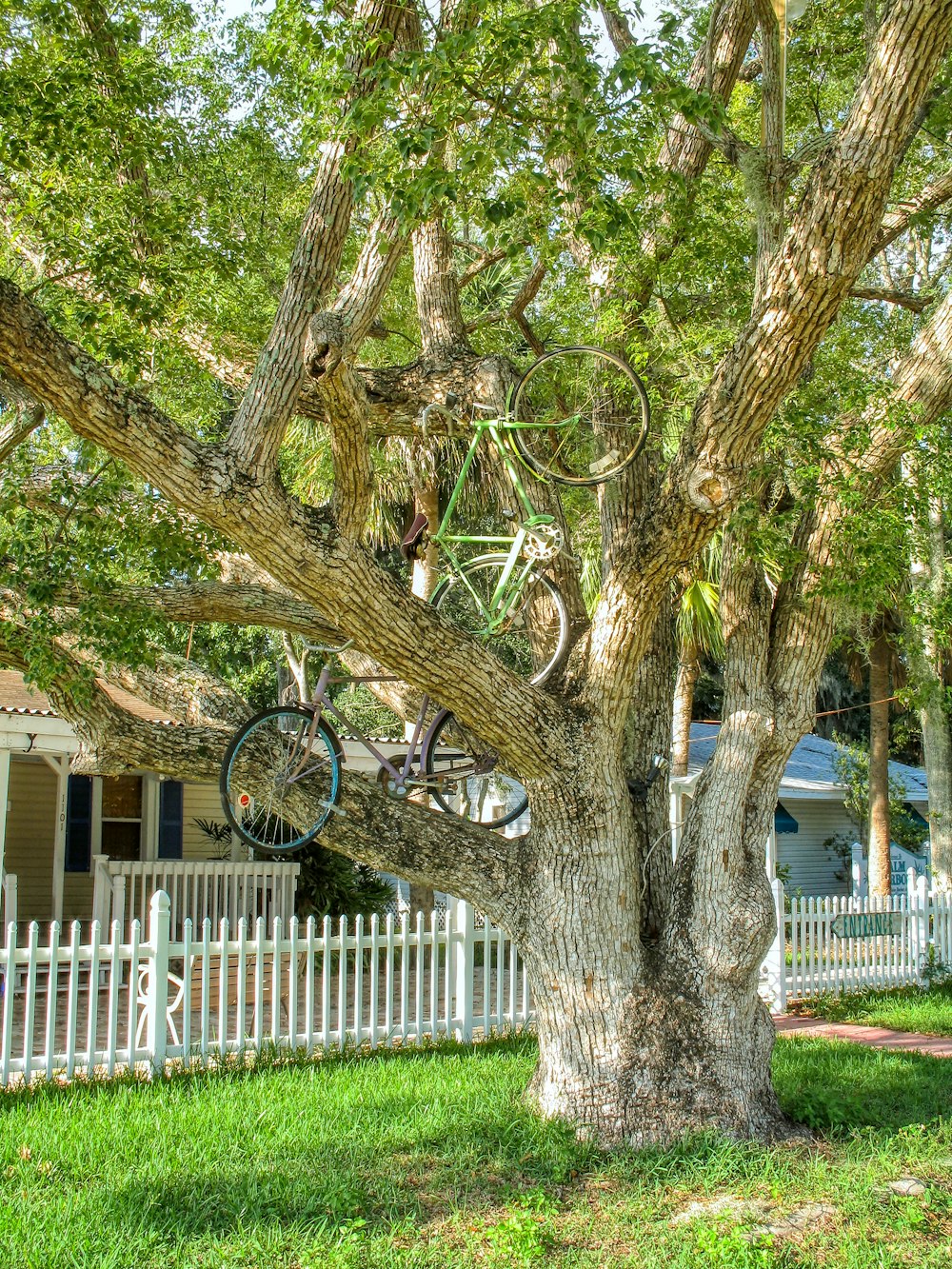 black bicycle on tree trunk
