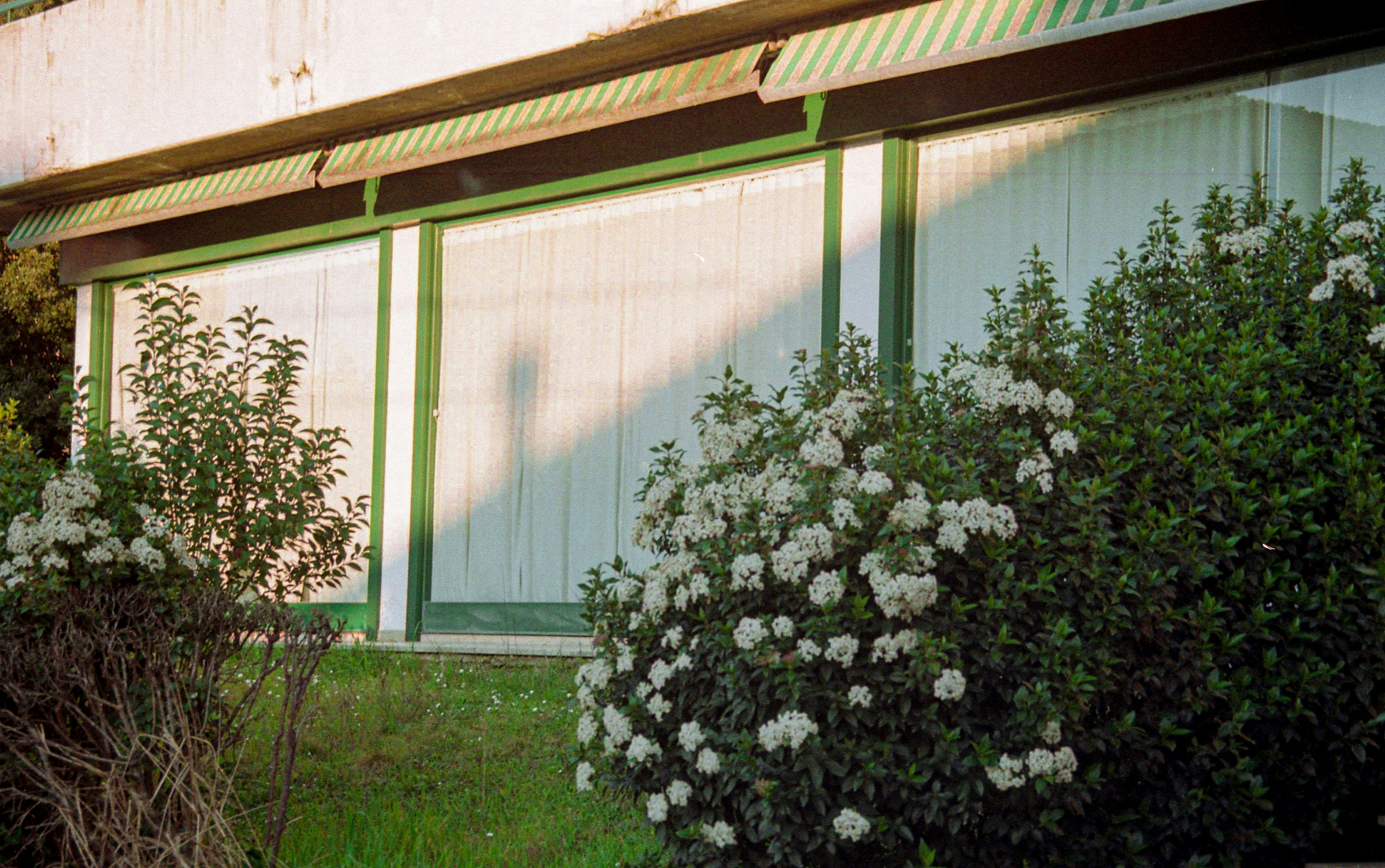 white flowers with green leaves
