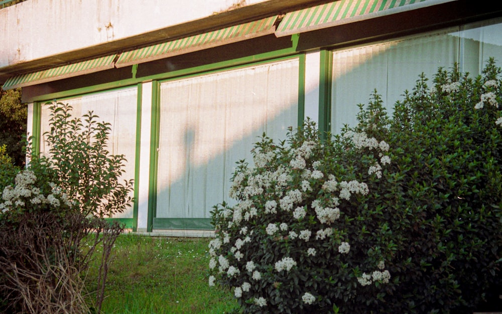 white flowers with green leaves