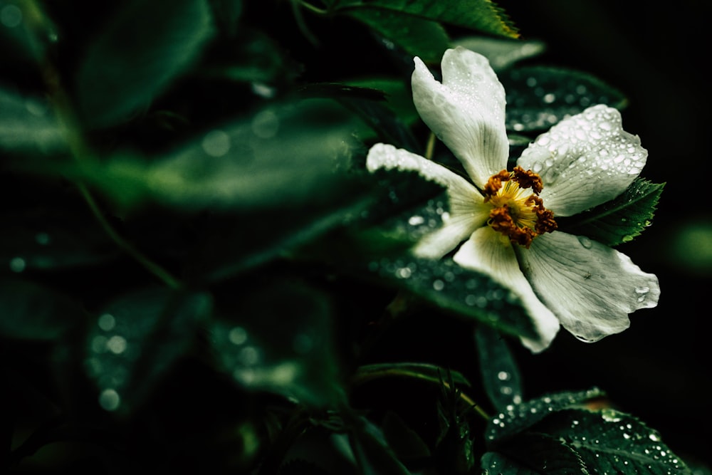 white flower with water droplets