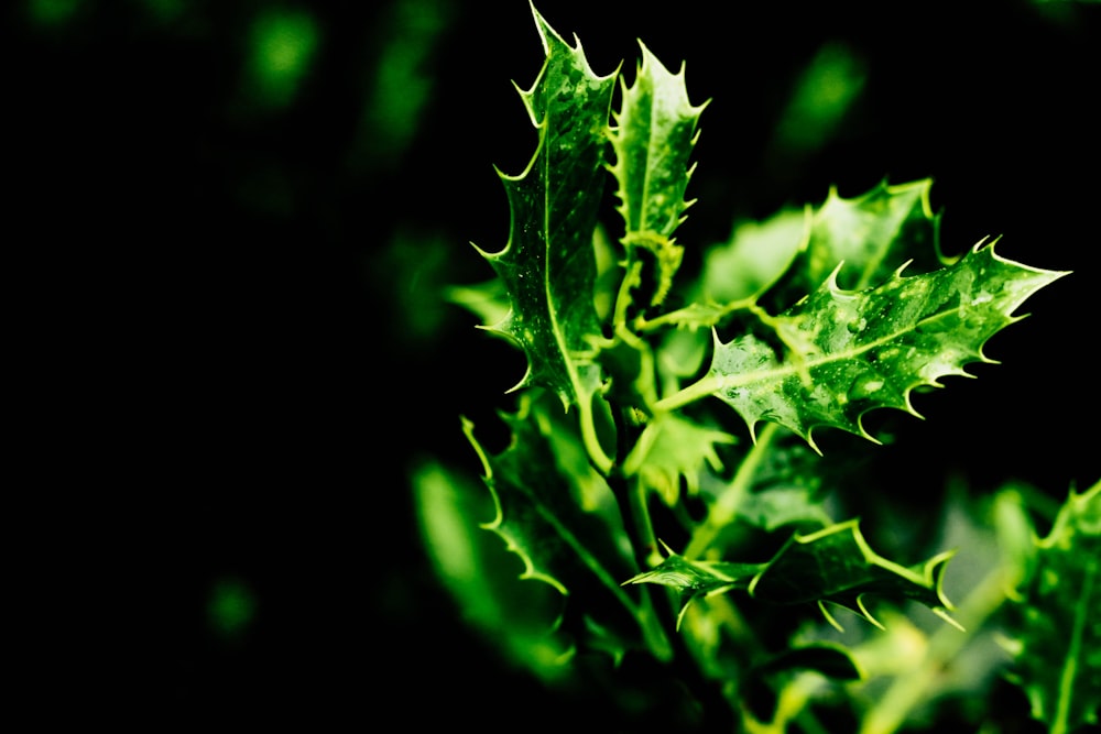 green leaf in close up photography