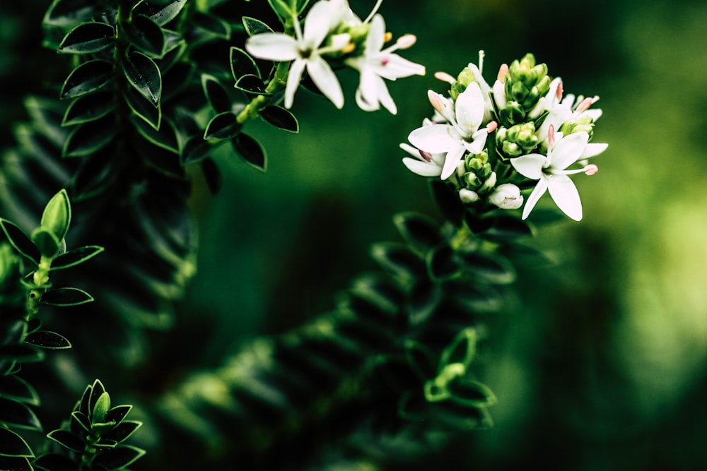 white flowers with green leaves