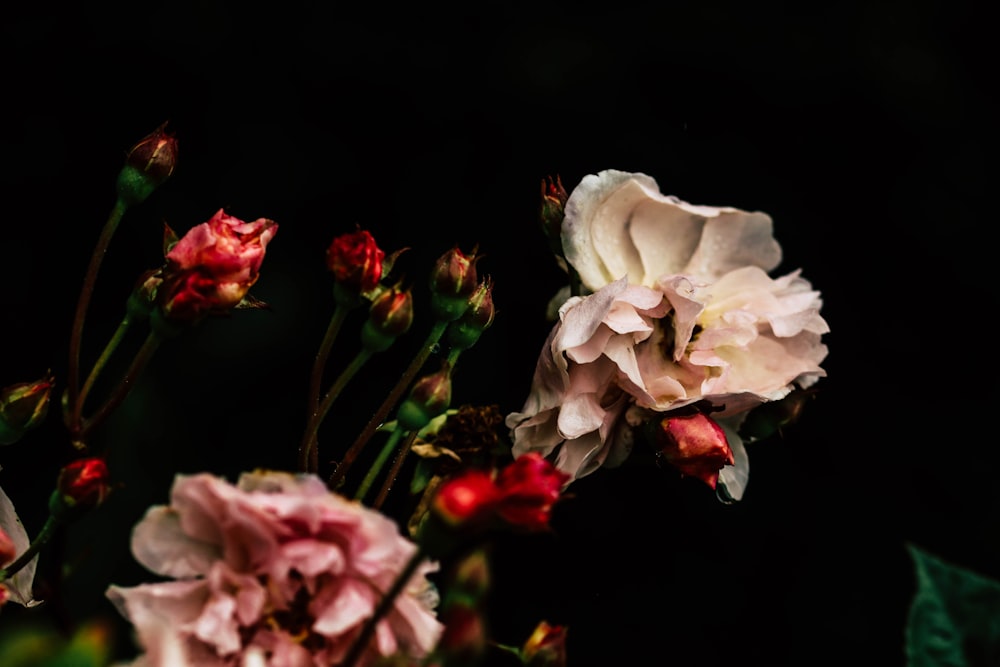 white and red roses in bloom