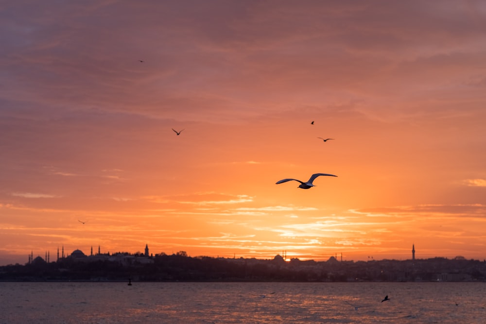 silhouette of birds flying over the sea during sunset