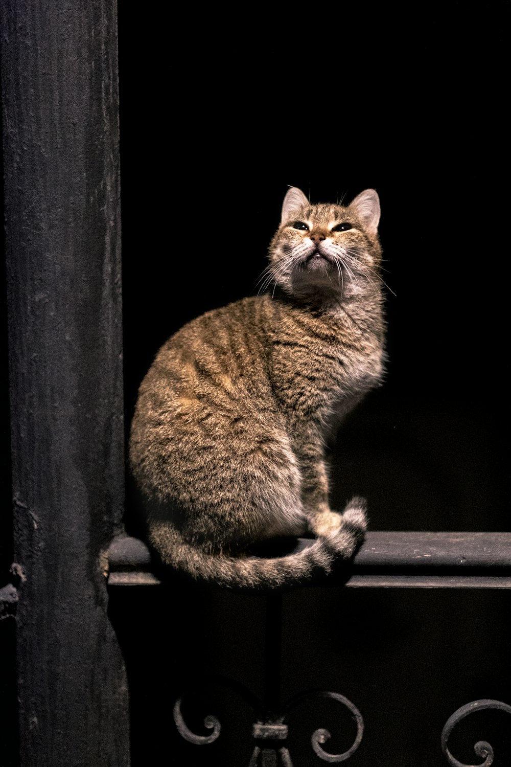 brown tabby cat on brown wooden fence