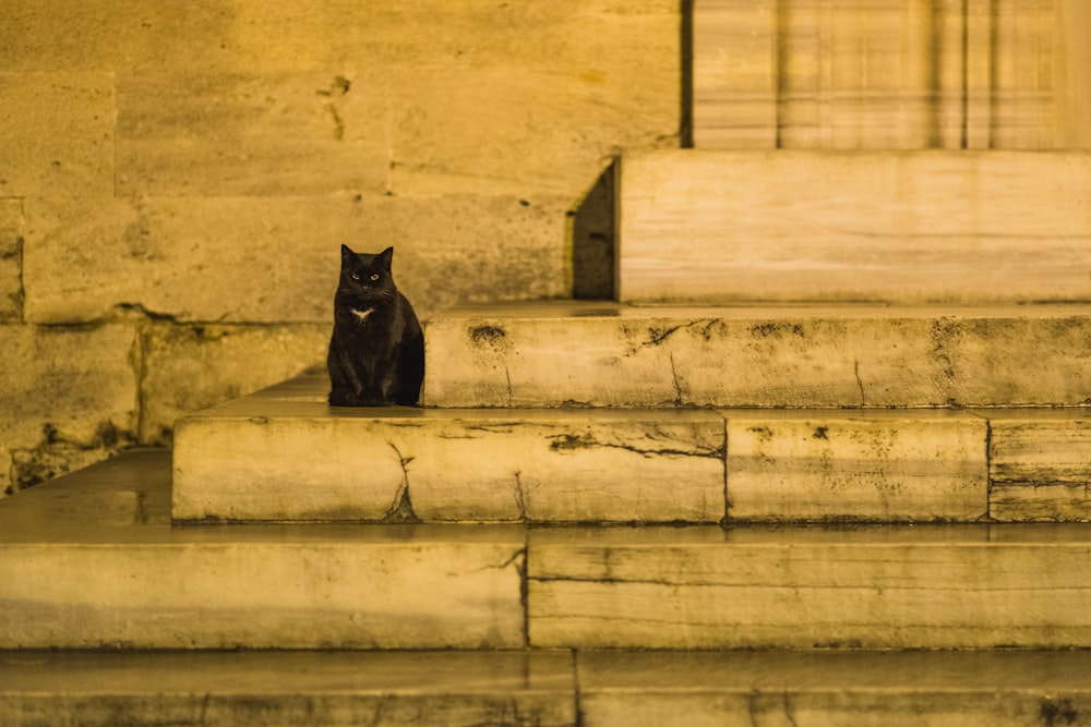 Schwarze Katze sitzt auf Betontreppen