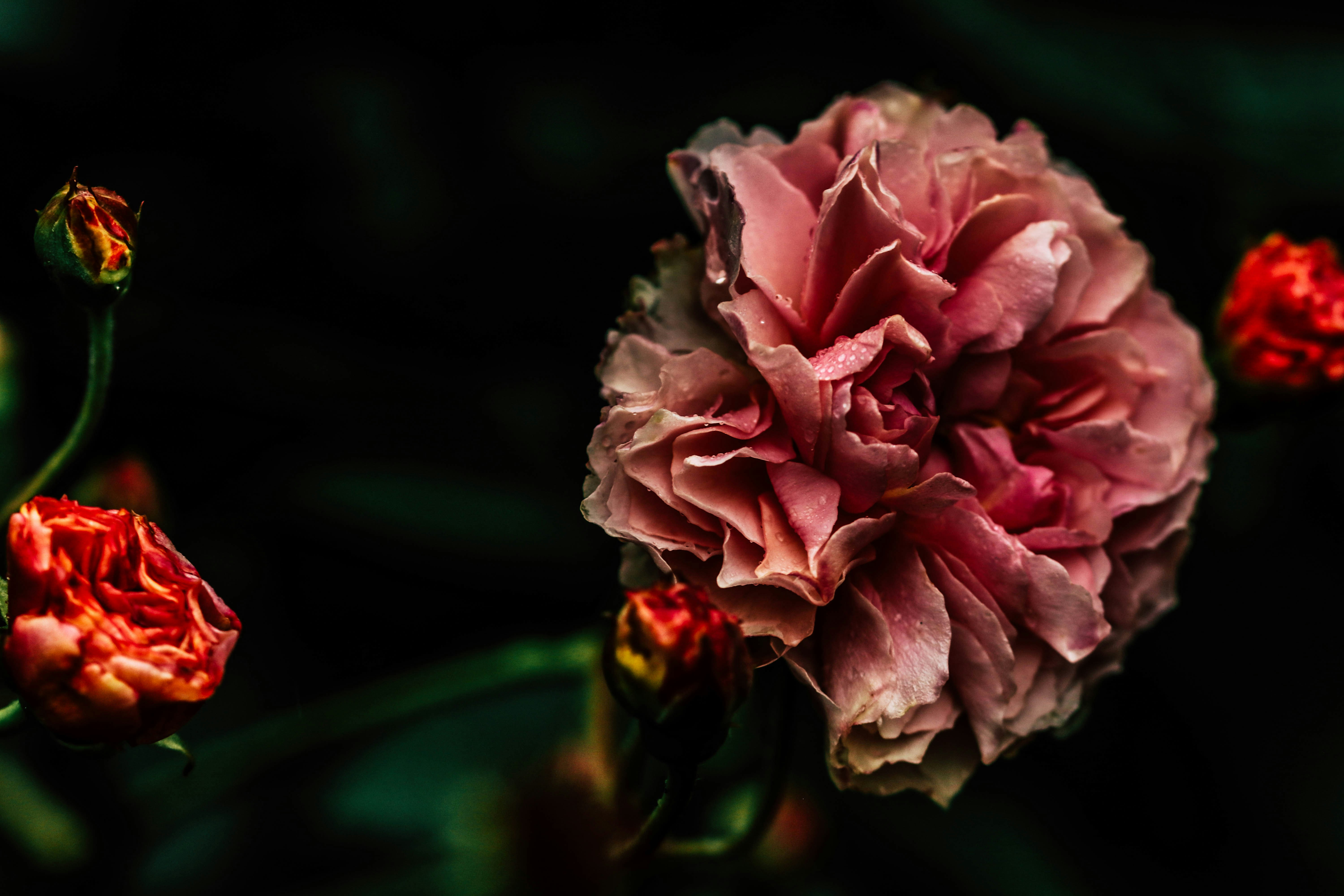 pink rose in bloom in close up photography