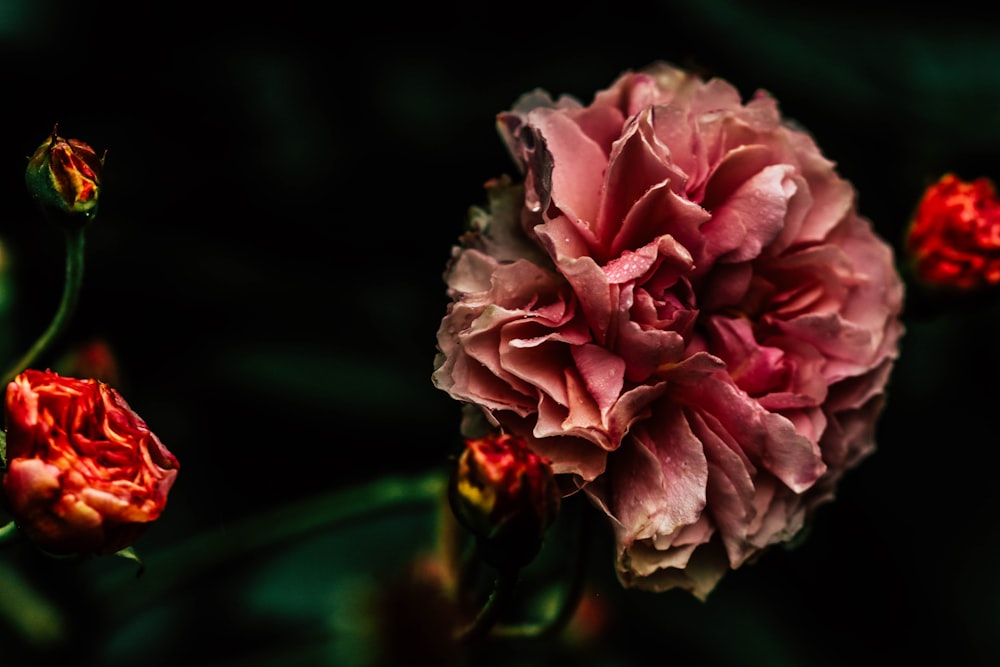 pink rose in bloom in close up photography