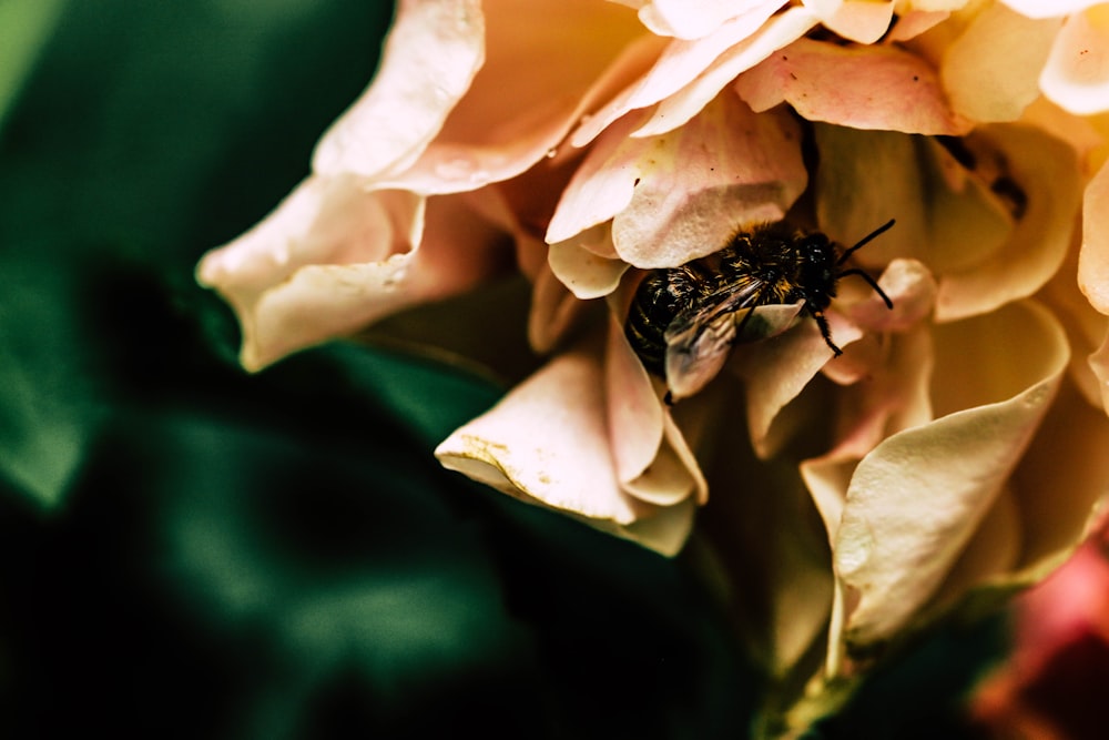 black and yellow bee on white flower