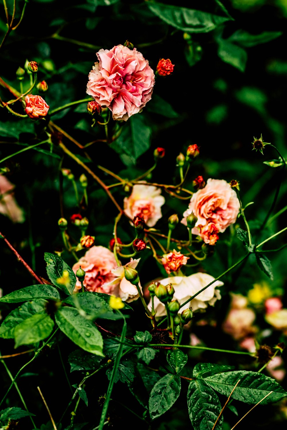 pink flowers with green leaves